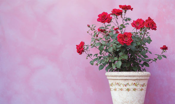 Ditsy Blooms