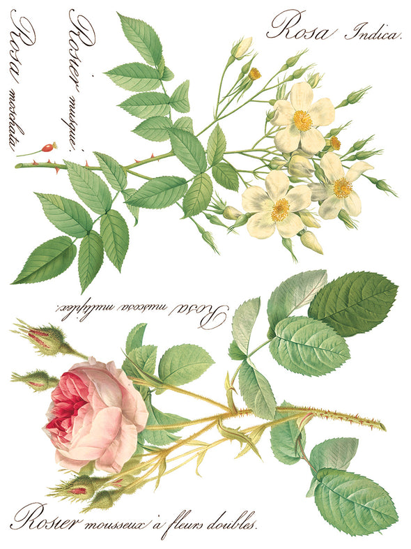 Rose Botanical