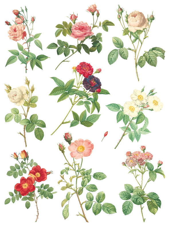 Rose Botanical