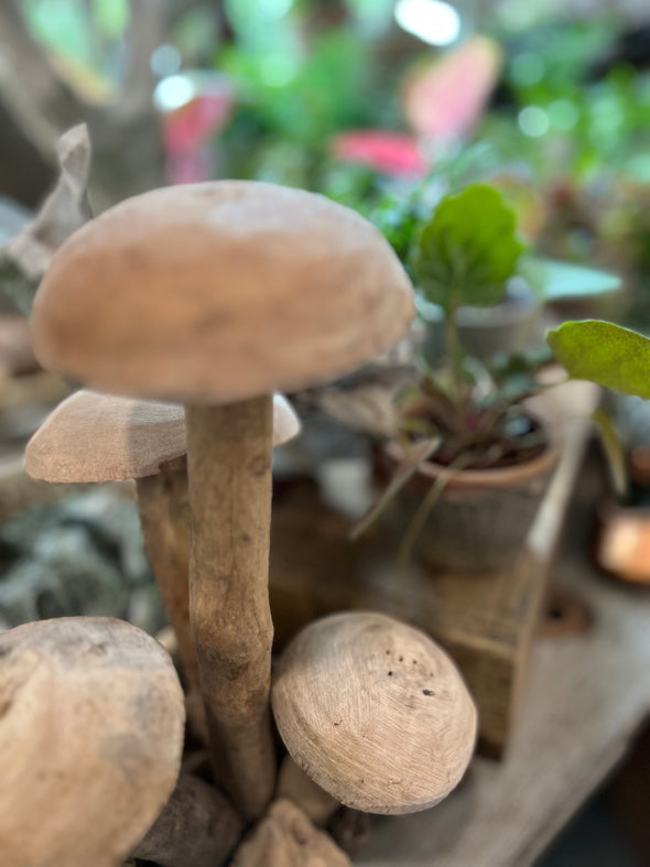 Mushroom Driftwood