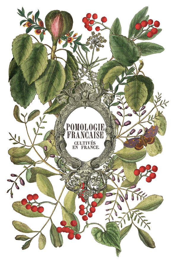 Vintage French botanical transfer with ornate frame, foliage, and red berries.