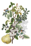 Botanical quince branch with blossoms, berries, and butterflies.