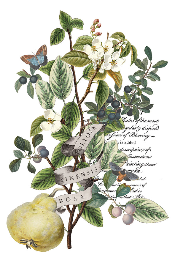 Botanical quince branch with blossoms, berries, and butterflies.