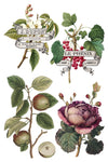 Assorted fruit and florals including apples, red currants, and cabbage roses with vintage text.