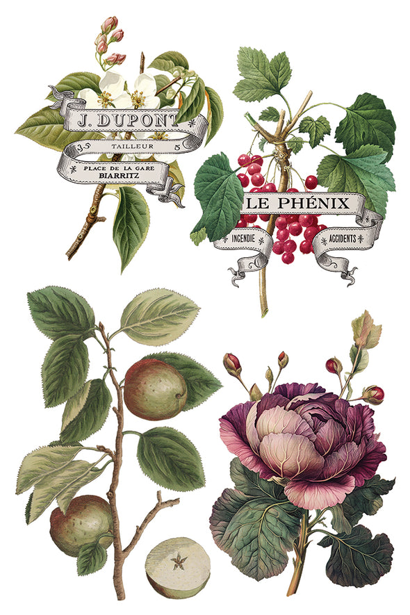 Assorted fruit and florals including apples, red currants, and cabbage roses with vintage text.