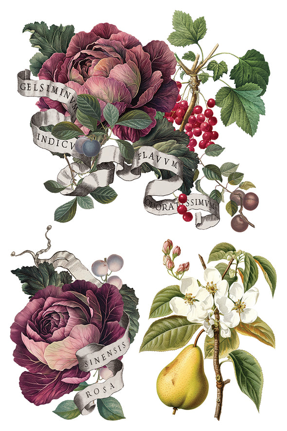 Botanical collage featuring deep purple cabbage roses, pears, and berries.