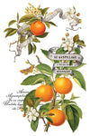 Bright orange citrus fruits with blossoms and French script labels.
