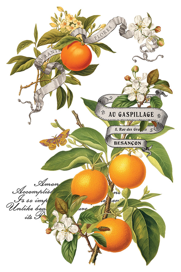 Bright orange citrus fruits with blossoms and French script labels.