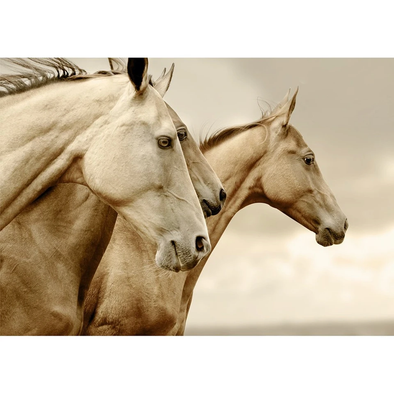 Sepia Horses - Serendipity House LLC
